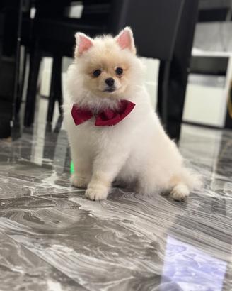 Spriz di Pomerania tedesco