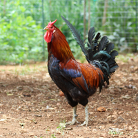 Gallina gallo cornuta siciliana