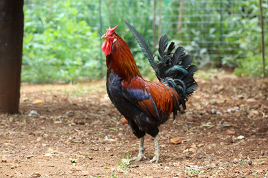 Gallina gallo cornuta siciliana