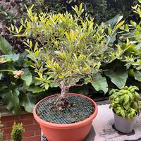 Olivo bonsai