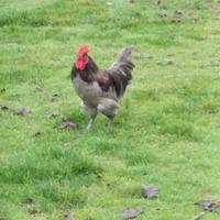 Gallo Australorp colorazione Blu