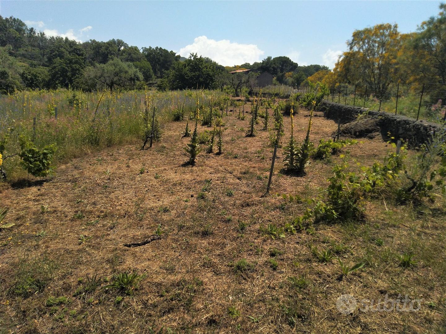 Terreno agricolo in Contrada Monte Marzo - Vista 3