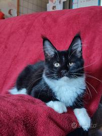 Maine Coon gattina dolcissima
