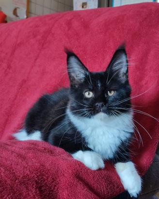 Maine Coon gattina dolcissima