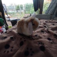 Coniglietto ariete nano miniloop