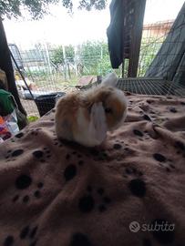 Coniglietto ariete nano miniloop