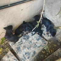 Cuccioli di jagdt terrier