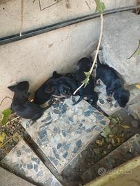 Cuccioli di jagdt terrier