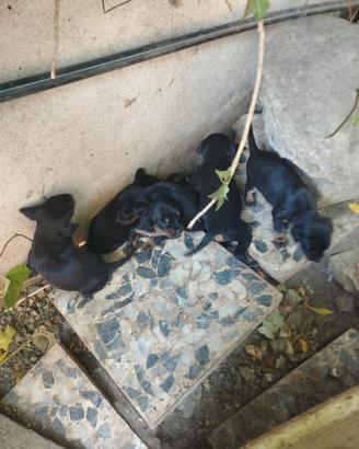 Cuccioli di jagdt terrier