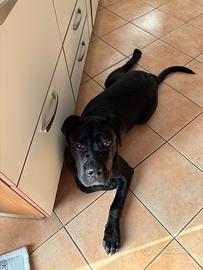 Cucciolotto Cane corso