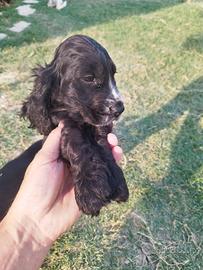 cocker spaniel cuccioli