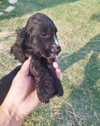 cocker spaniel cuccioli