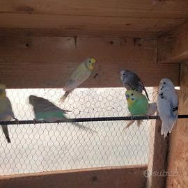 Parrocchetti ondulati