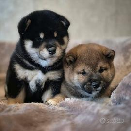 Shiba Inu vivacissimi
