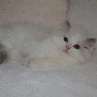 Stupendo cucciolo ragdoll pedigree ministeriale