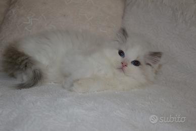 Stupendo cucciolo ragdoll pedigree ministeriale
