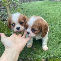 Cavalier King maschi