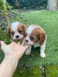 Cavalier King