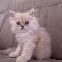 Persiano chinchilla silver shaded