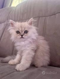 Persiano chinchilla silver shaded