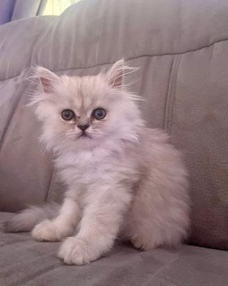 Persiano chinchilla silver shaded