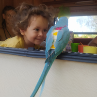 Piccoli pulli di Pappagalli Parrocchetti