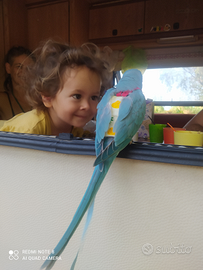 Piccoli pulli di Pappagalli Parrocchetti