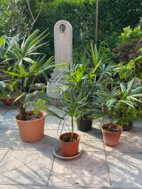Palme di varie misure