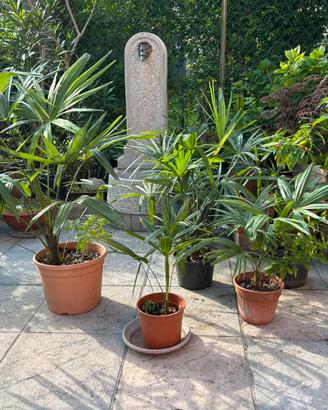 Palme di varie misure