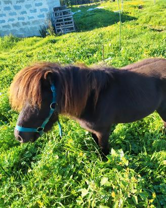 Pony maschio 4 anni