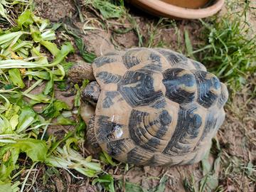 Tartaruga di terra
