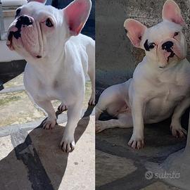 Bulldog francese