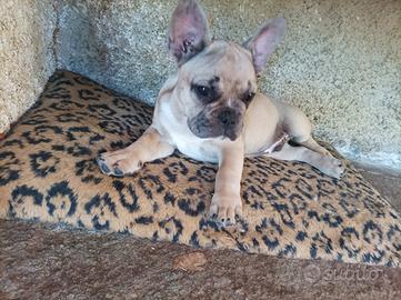Bulldog francese