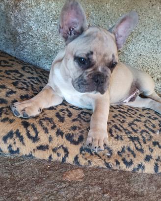 Bulldog francese
