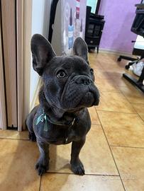 Bulldog francese monta accoppiamento