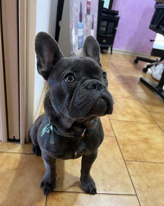 Bulldog francese monta accoppiamento