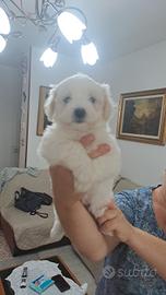 Cani maltesi