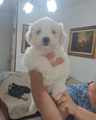 Cani maltesi