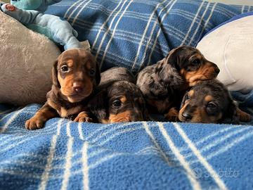 Bassotto Nano Pedigree