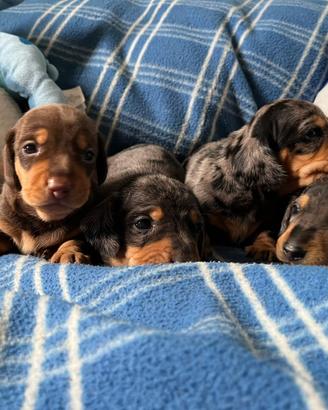 Bassotto Nano Pedigree