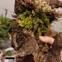 pianta immortale