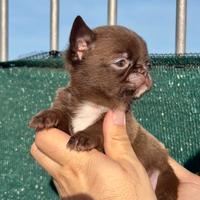 Cuccioli Chihuahua pelo corto Pedigree ENCI/FCI