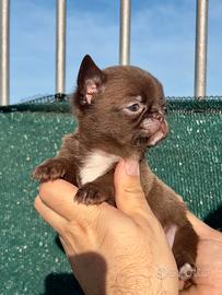 Cuccioli Chihuahua pelo corto Pedigree ENCI/FCI