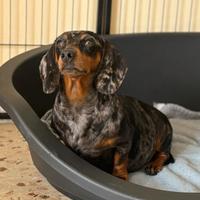 Cuccioli di bassotto tedesco