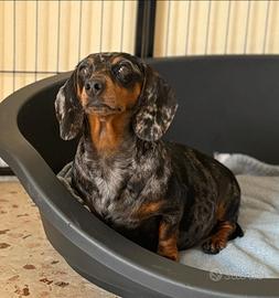 Cuccioli di bassotto tedesco