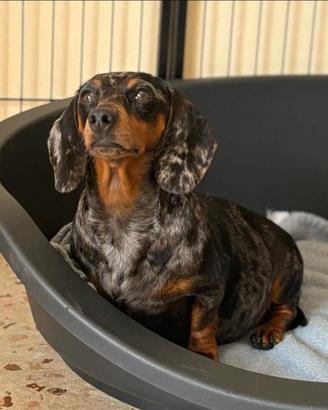 Cuccioli di bassotto tedesco