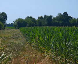 Terreno agricolo