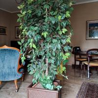 pianta finta  Ficus Beniamino 
