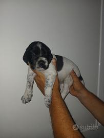 Cuccioli setter inglese
