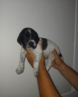 Cuccioli setter inglese